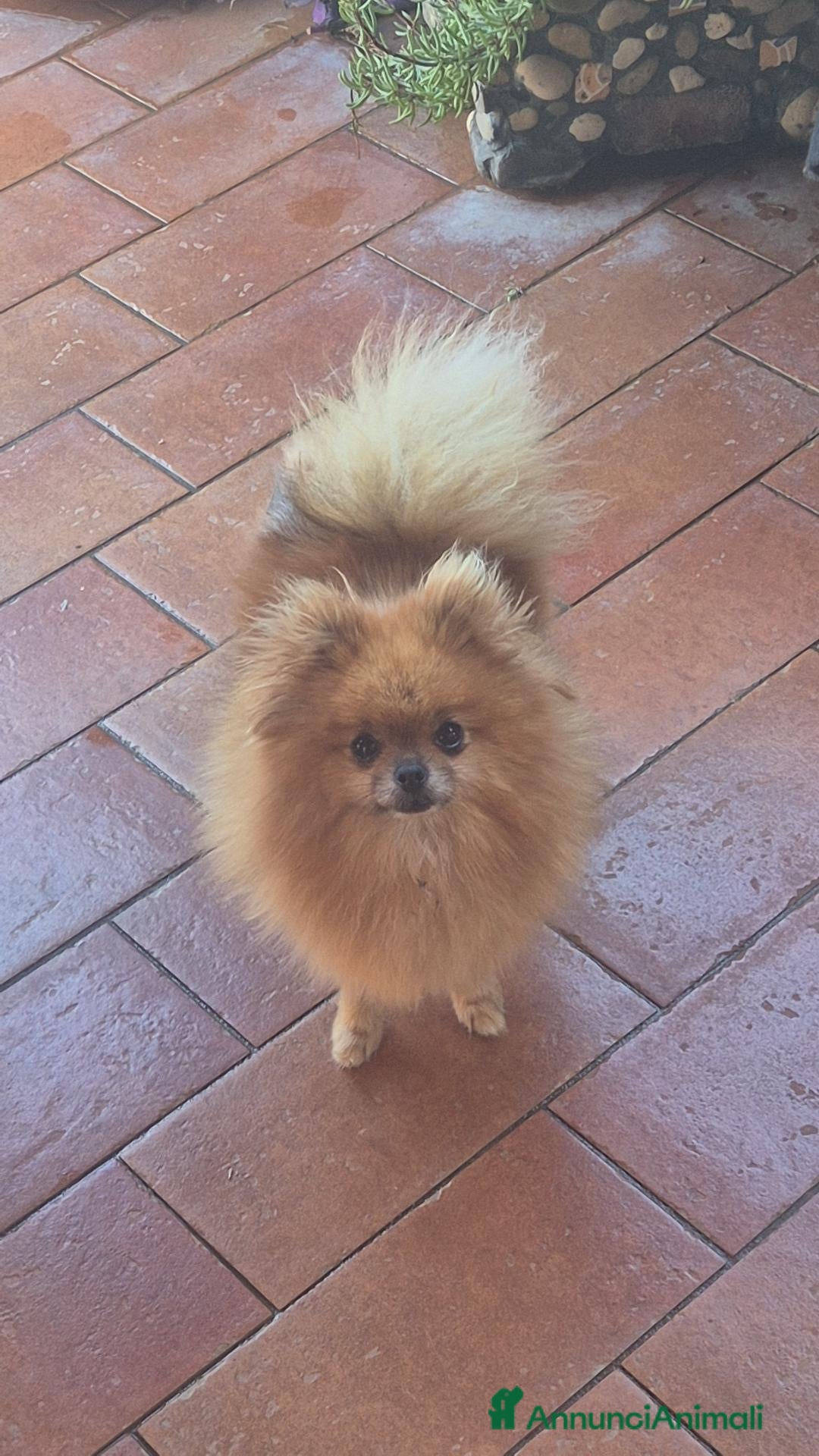 Volpino Pomerania cani in vendita: Pomerania  - Annuncio 27