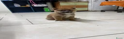 Shiba Inu cani in vendita: Shiba inu - Annuncio 6