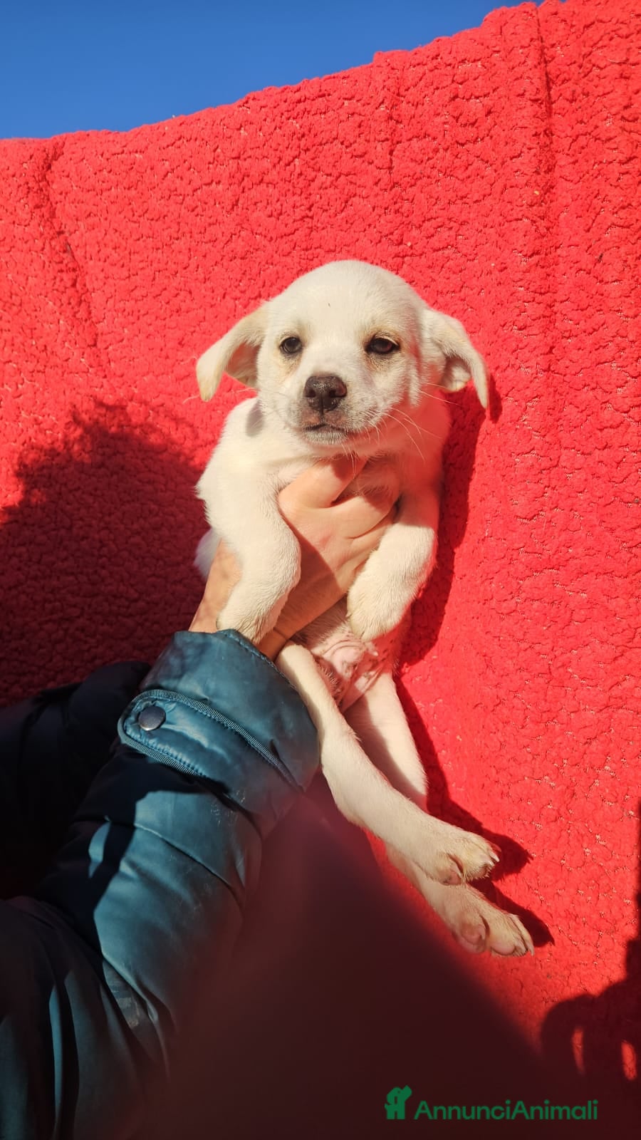 Meticcio cani Antos: 2 mesi taglia piccola  - Annuncio 1