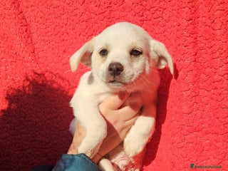 Meticcio cani Antos: 2 mesi taglia piccola - Annuncio 1