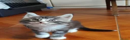 Maine Coon gatti in vendita: Meravigliosi gattini Maine Coon - Annuncio 15
