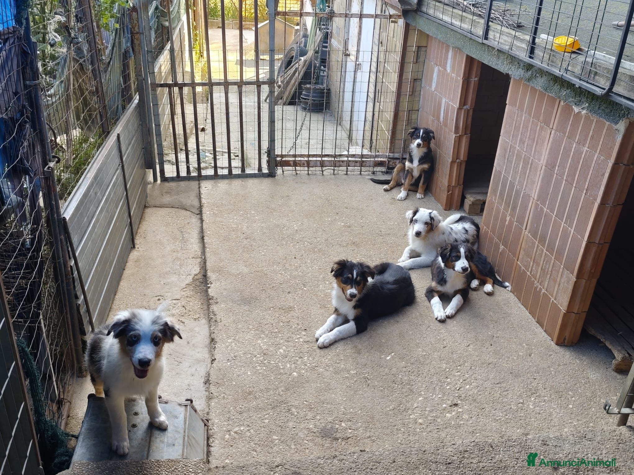 Australian Shepherd cani Vendita cuccioli  - Annuncio 20
