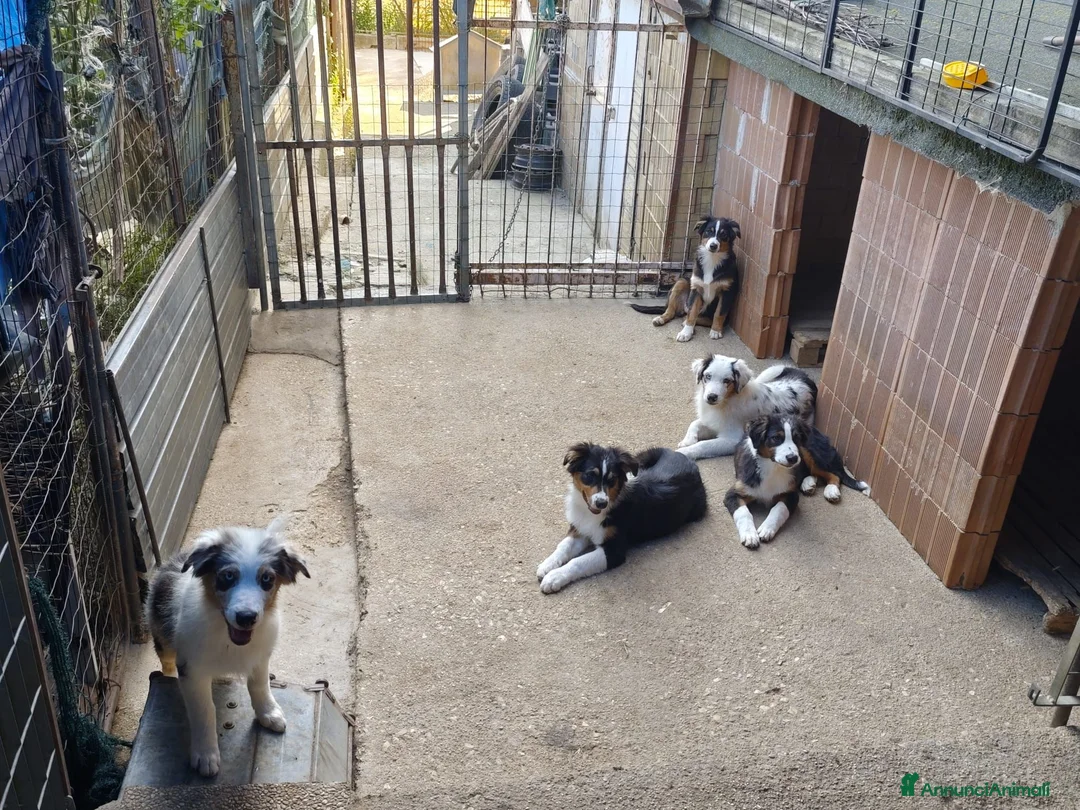 Australian Shepherd cani in vendita: Vendita cuccioli  - Annuncio 1