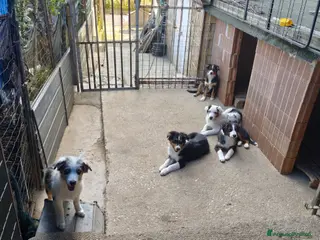 Australian Shepherd cani Vendita cuccioli - Annuncio 20