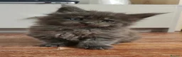 Maine Coon gatti in vendita: Dolci Bambine di Maine coon  - Annuncio 4
