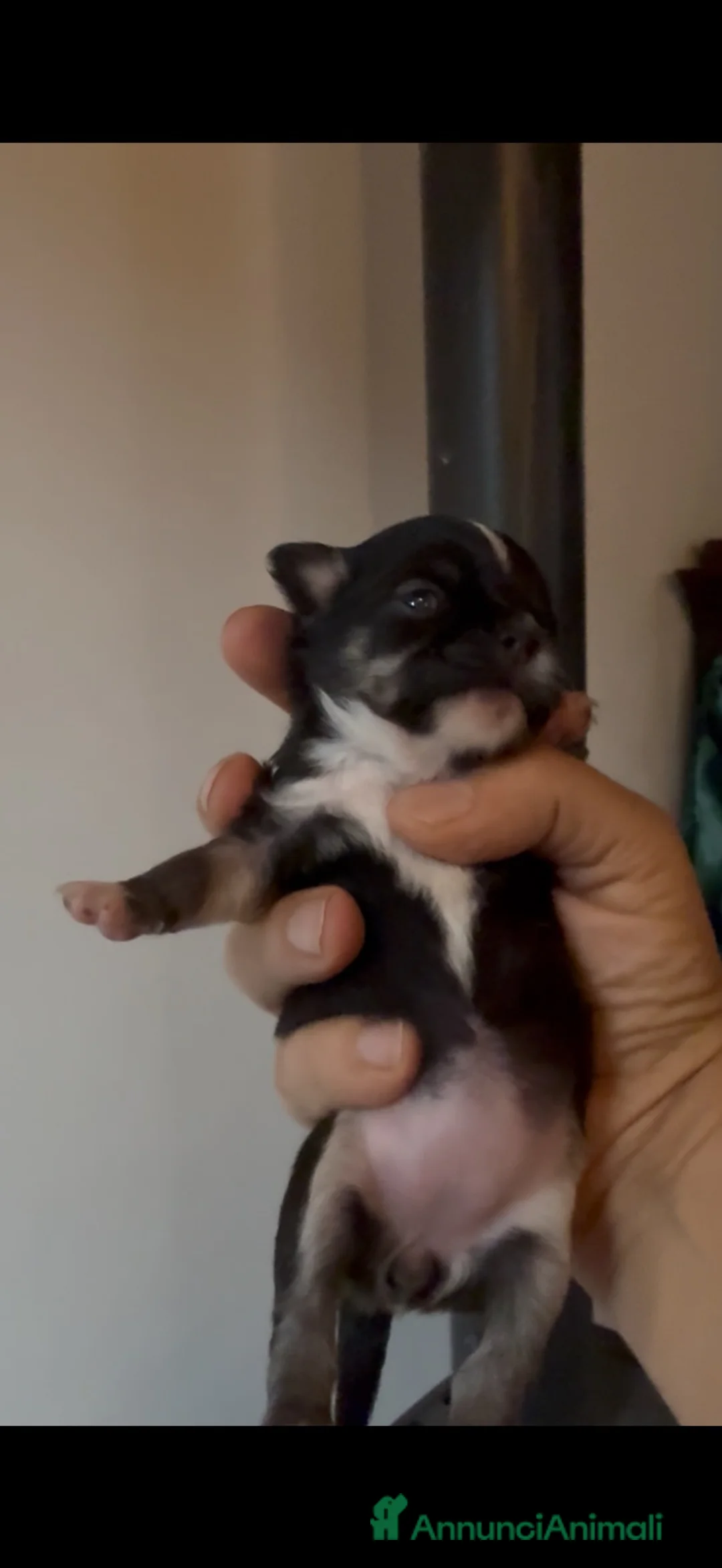 Chihuahua cani in vendita: Bellissima cucciola chiwawa tricolor tan a Città Metropolitana di Torino - Annuncio 2