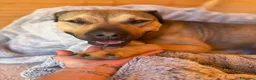 Meticcio cani in regalo: Bobby, dolce e speciale - Annuncio 4