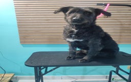 Meticcio cani in regalo: 2 fratelli mix Spinoni adulti salvati da 1lagerSUD a Città metropolitana di Milano - Immagine 7