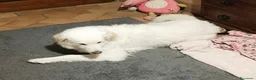 Pastore Abbruzzese Maremmano cani in regalo: ORTENSIA gioiosa ed affettuosa con tutti! - Annuncio 7