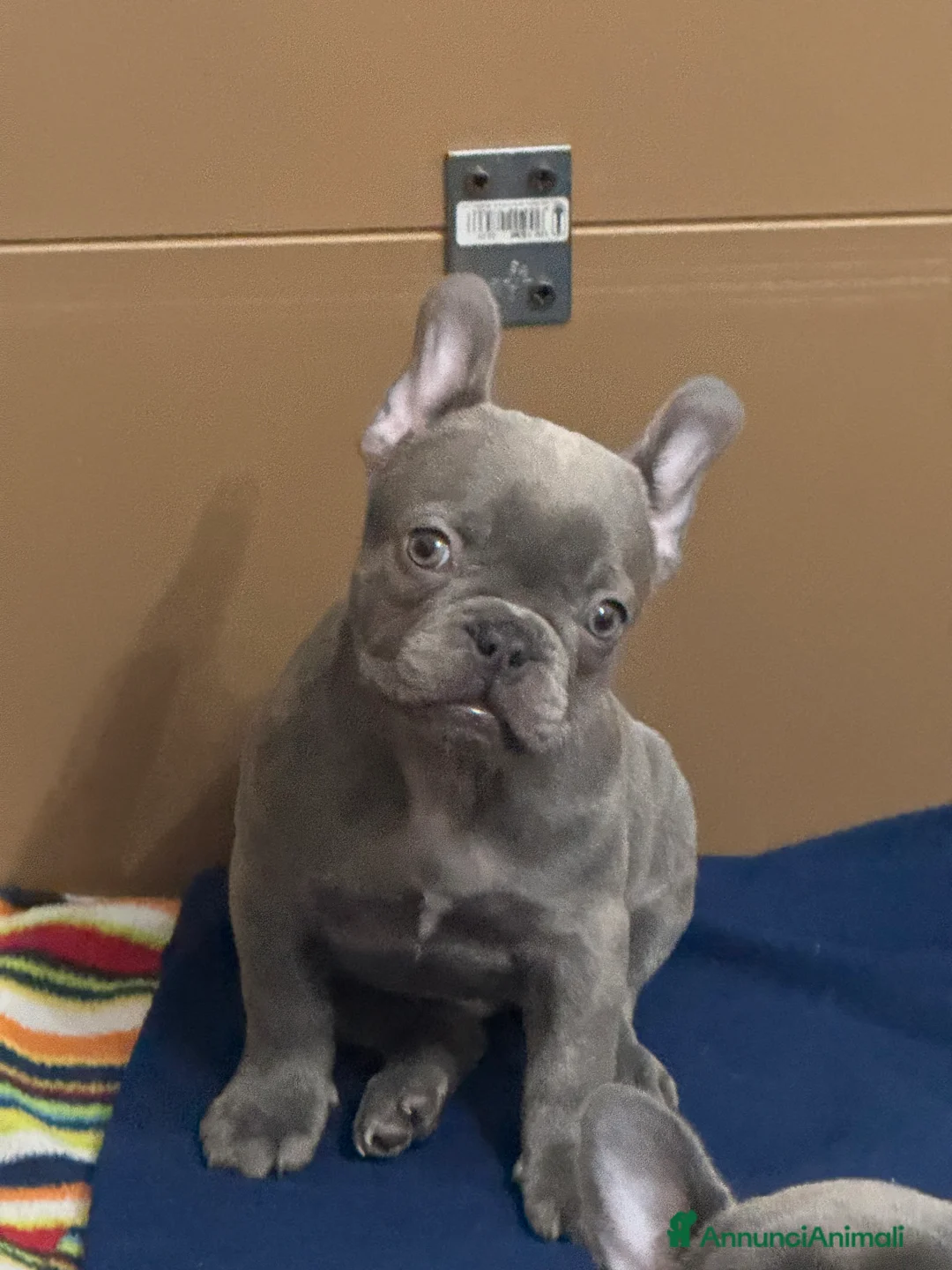 Bulldog Francese cani in vendita: Bulldog francese - Annuncio 3