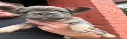 Bulldog Francese cani in vendita: Splendidi cuccioli di Bulldog francese a Città metropolitana di Milano - Annuncio 15