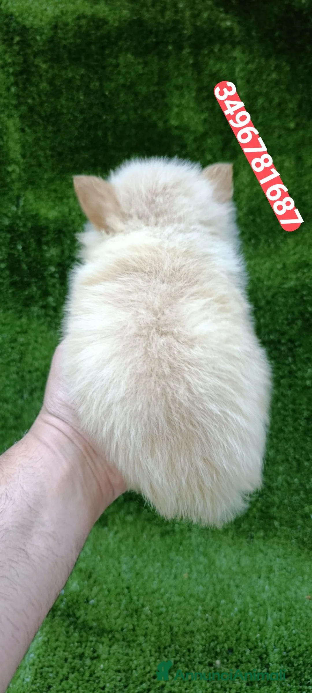 Spitz cani in vendita: SPITZ TEDESCO cucciolo batuffolino  - Annuncio 3