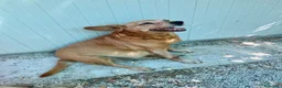 Meticcio cani in regalo: Roxana e Basilio: adozione di coppia nonnini - Annuncio 4