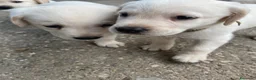 Labrador cani in vendita: Cuccioli di Labrador - Annuncio 13