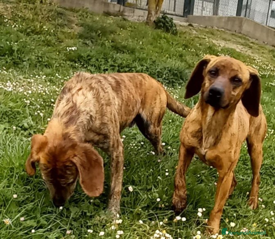 Segugio cani in regalo: YUK 4anni  pronto per l'adozione!Buono con tutti - Annuncio 7