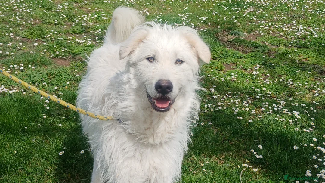 Meticcio cani in regalo: SANDRINO HA PERSO TUTTO, HA BISOGNO DI TE - Annuncio 1