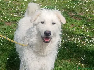 Meticcio cani SANDRINO HA PERSO TUTTO, HA BISOGNO DI TE - Annuncio 25