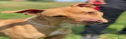 Meticcio cani in regalo: CARLETTO PIT BULLINO - Annuncio 10