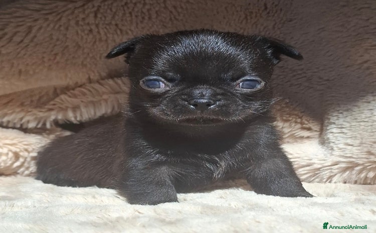 Chihuahua cani Chihuahua minuscolo  - Annuncio 13