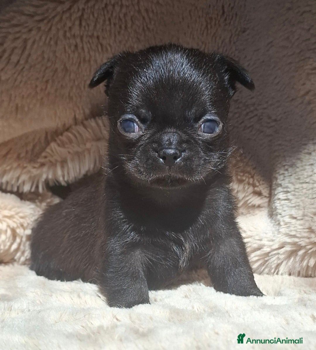 Chihuahua cani in vendita: Chihuahua minuscolo  - Annuncio 1