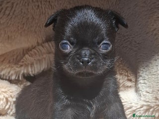 Chihuahua cani Chihuahua minuscolo - Annuncio 19