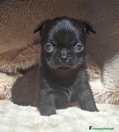 Chihuahua cani - Annuncio 14