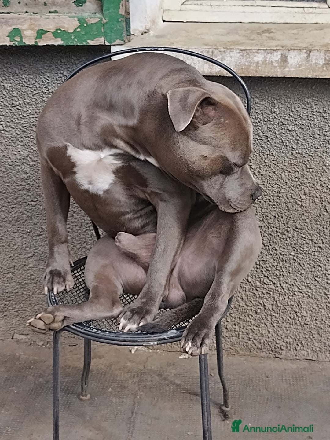 American Bully cani in vendita: Cuccioli American pit bull terrier  - Annuncio 11