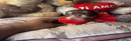 Chihuahua cani in vendita: 2 maschi e 1 femmina chihuahua pedigree enci  - Annuncio 5