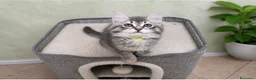 Siberiano gatti in vendita: Ultimi due cuccioli gattini siberiani pedigreeENFI - Annuncio 6