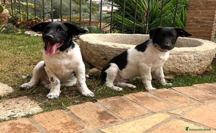 Meticcio cani - Annuncio 2