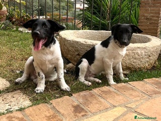 Meticcio cani DUE DOLCI FRATELLINI - Annuncio 35