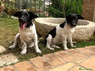 Meticcio cani DUE DOLCI FRATELLINI - Annuncio 2