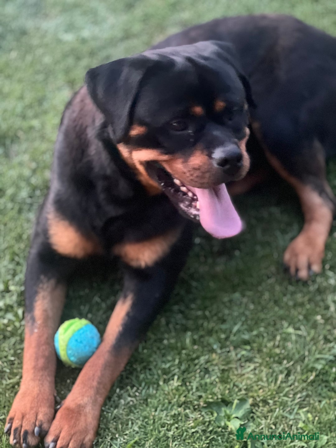 Rottweiler cani per accoppiamento: Rottweiler maschio - Immagine 2