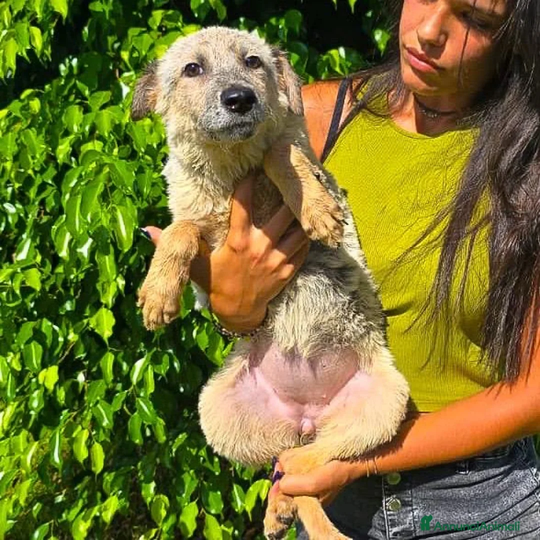 Meticcio cani in regalo: LIVIA 🩷 UNA PICCOLA ORSETTA DA ABBRACCIARE a Provincia di Mantova - Annuncio 2
