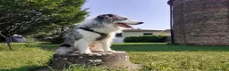 Border Collie cani per accoppiamento: Bellissimo Border con Pedigree per Accoppiamento a Provincia di Cremona - Annuncio 12