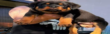Rottweiler Cucciolo 8