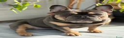 Bulldog Francese cani in vendita: Cucciolo di bulldog francese  - Annuncio 2