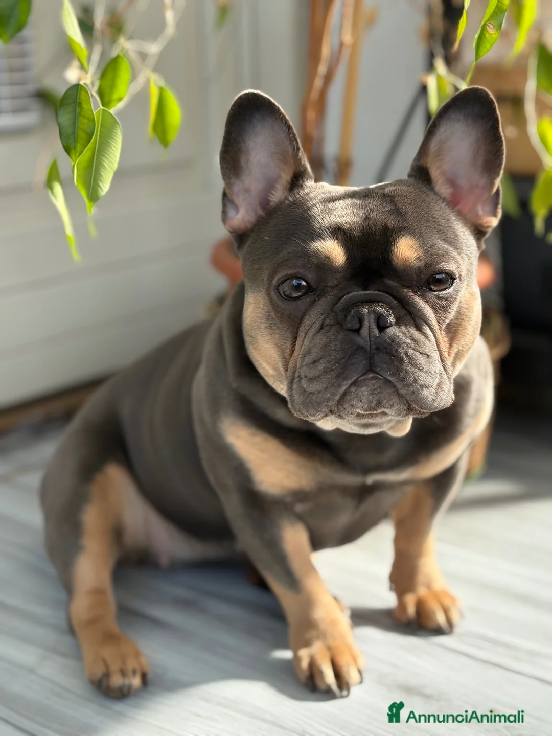 Bulldog Francese cani in vendita: Cucciolo di bulldog francese  - Annuncio 2