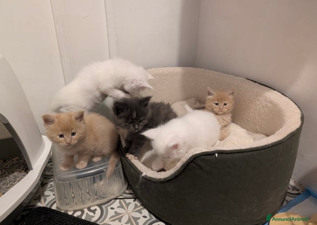 Maine Coon gatti in vendita: Bellissimi cuccioli di Maine Coon - Annuncio 11