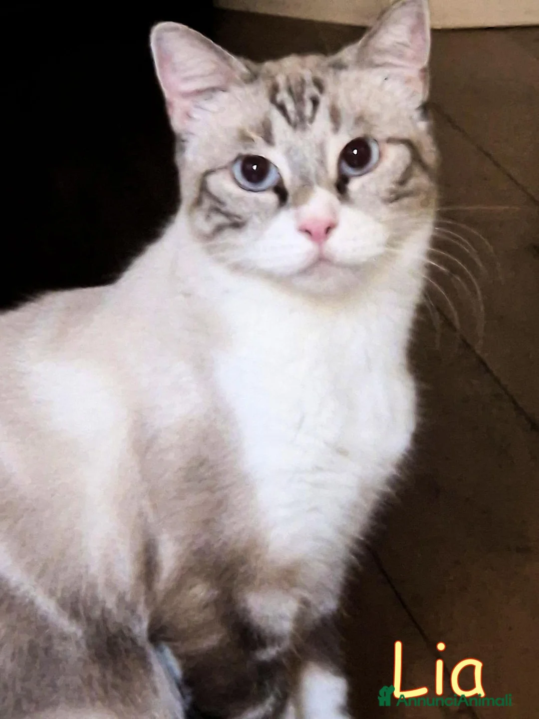 Europeo gatti in regalo: LIA GATTINA DAGLI OCCHI AZZURRI - Annuncio 1