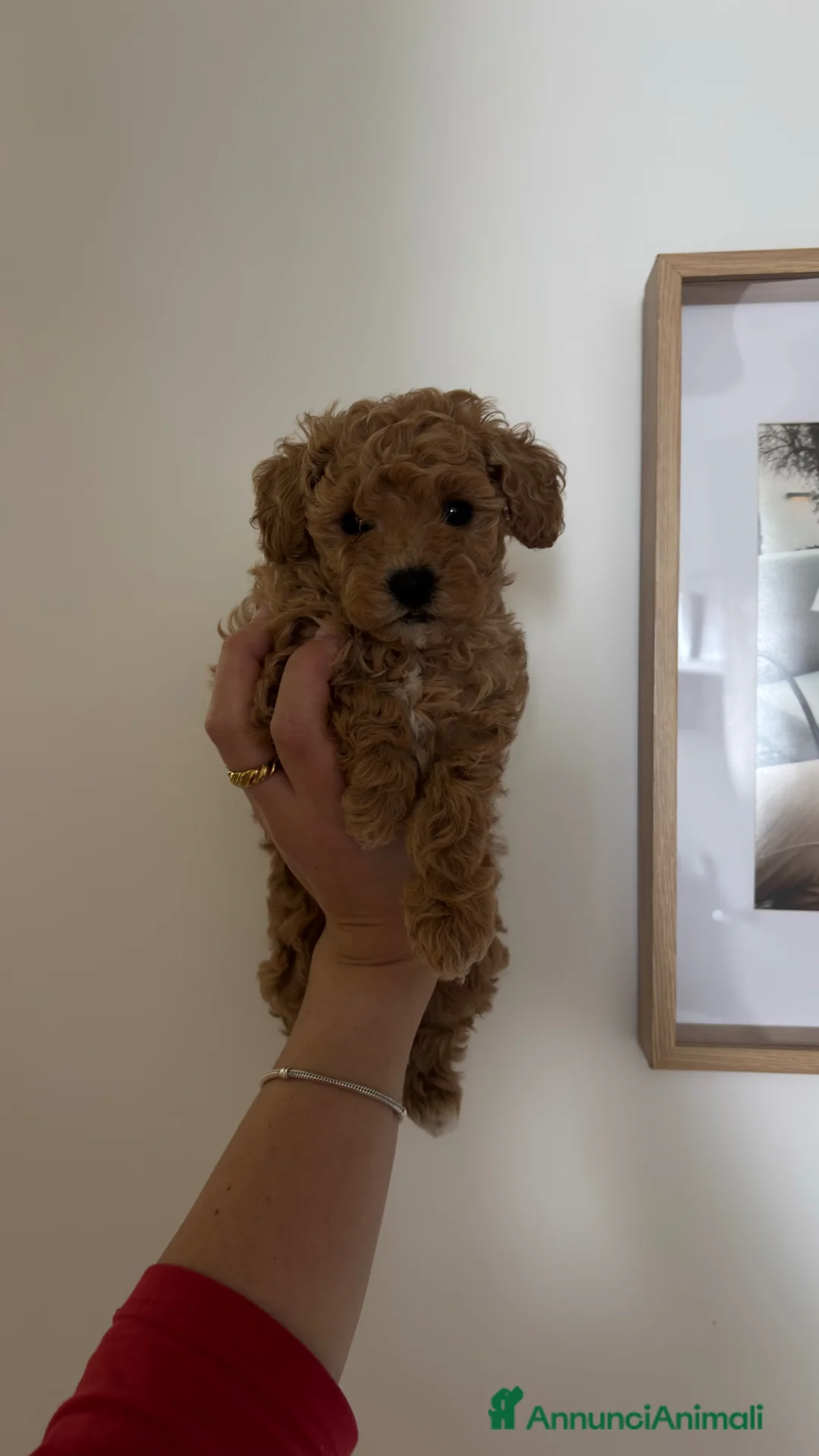 Barboncino Toy cani in vendita: 3280166815 a Provincia di Brindisi - Annuncio 4