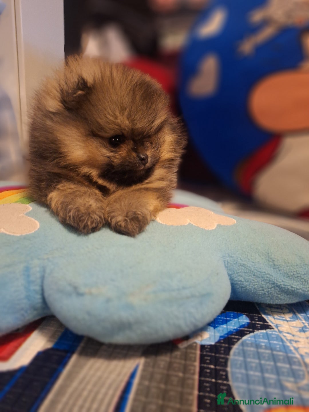 Volpino Pomerania cani in vendita: Cuccioli di spitz tedesco nano  - Annuncio 4