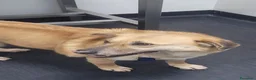 Meticcio cani in regalo: Splendida meticcia - RAJA - Annuncio 7