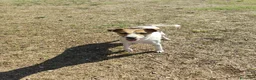 Meticcio cani in regalo: GINNY 2 anni taglia piccola - Annuncio 10