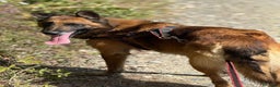 Pastore Belga cani in regalo: Splendidi PASTORI BELGA MALINOIS cercano famiglie! - Annuncio 13
