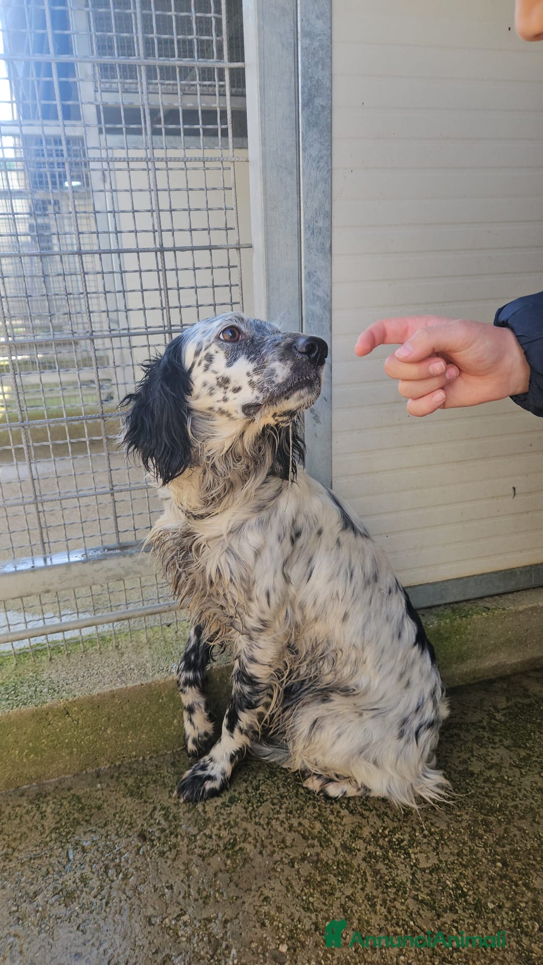 Setter Inglese cani in regalo: Coccinella: giovane dolcissima setterina  - Annuncio 8