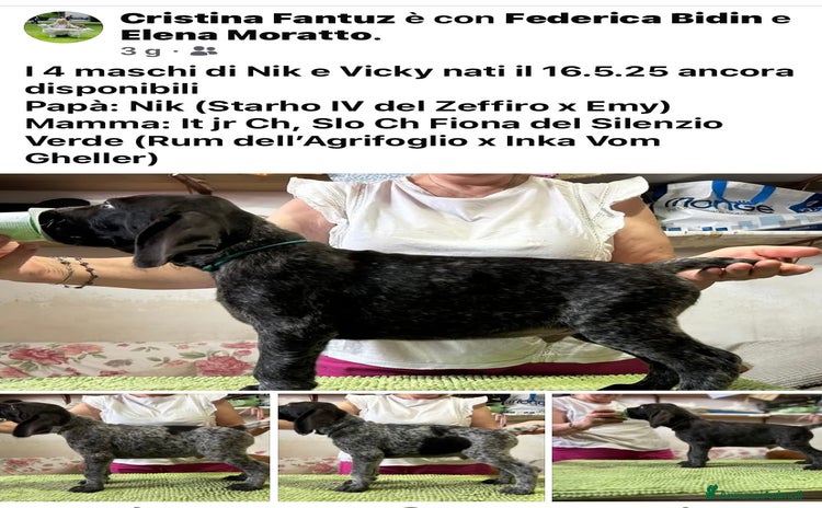 Drahthaar cani a Provincia di Pordenone - Annuncio 5