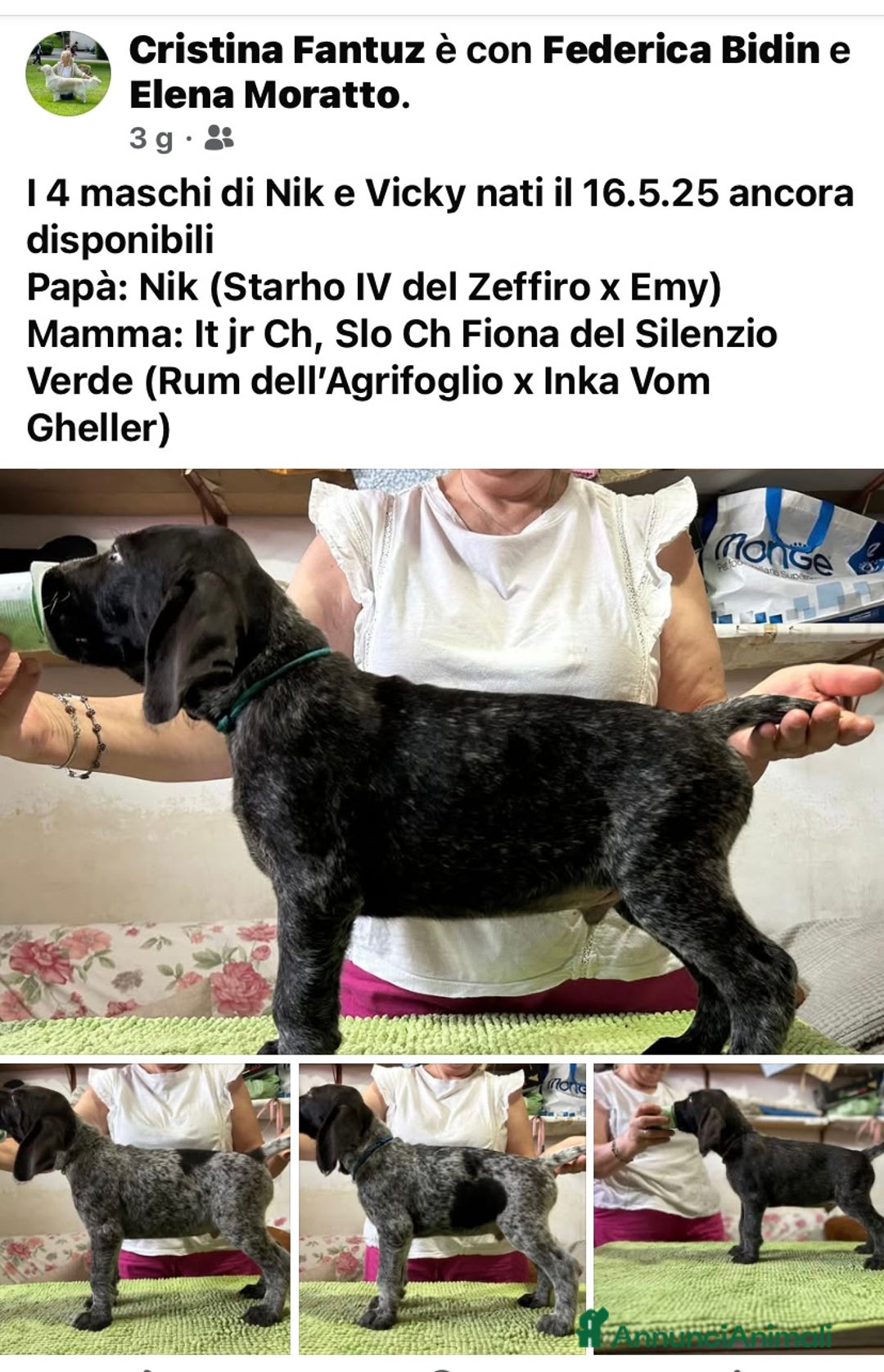 Drahthaar cani in vendita: Cuccioli di Drahthaar  a Provincia di Pordenone - Immagine 1