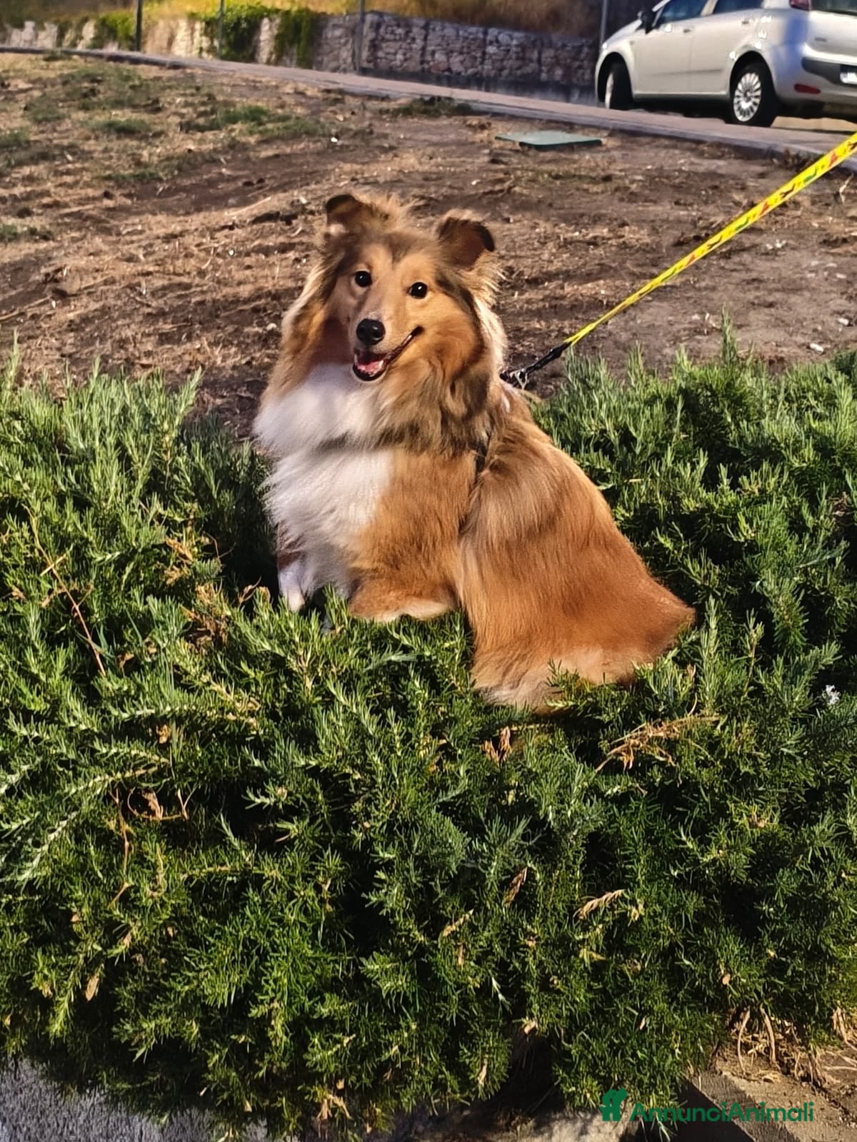 Shetland Sheepdog cani femmina adulta shetland di 2 anni  - Annuncio 2