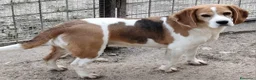 Beagle cani in vendita: Cuccioli di Beagle di tre mesi  - Annuncio 1